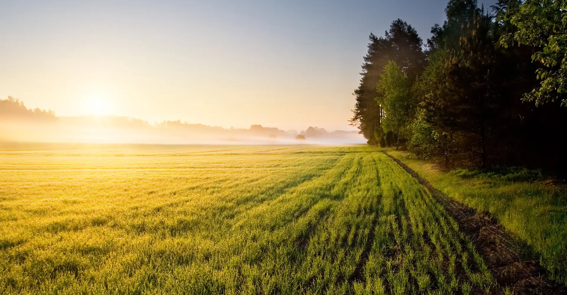 biotalouden ratkaisuja kuvituskuva